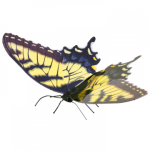 ÷ Maqueta 3d metal fascinations mariposa tiger swallowtail montaje sin pegamento ni soldadura